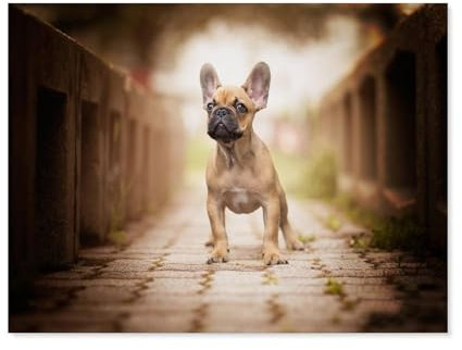 BEAYODKP Bouledogue français，Peinture par Numéro Kits pour Adultes sur Toile Décoration De La Maison Art Image Cadeau（50x60cm） 19.6x23.6 pouces-G91