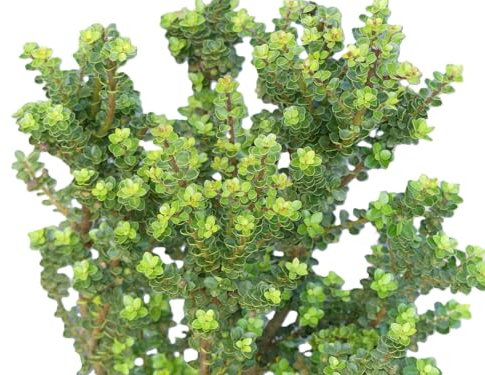 5 Stück Zwergstechpalme Bonsai - Ilex Crenata 'Mariesii' Bergilex 25-30 cm immergrün winterhart Freilandaufzucht