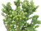 5 Stück Zwergstechpalme Bonsai - Ilex Crenata 'Mariesii' Bergilex 25-30 cm immergrün winterhart Freilandaufzucht