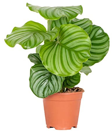 Bloomique - Calathea Orbifolia - Korbmarante -Zimmerpflanzen - Pflegeleicht - Luftreinigend - Haustierfreundlich - Höhe 40-50 cm - Topf 14 cm