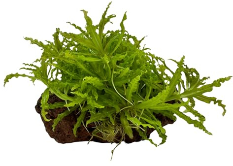 WASSERPFLANZEN WOLFF° - Lavastein mit Kleiner Stern/Pogostemon helferi | Einzigartige Wuchsform, sofortige Dekoration | Kompakter Vordergrund Akzent | Aquascaping Pflanze