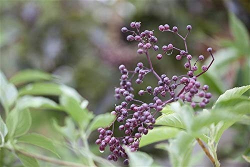 Schwarzer Holunder Sambucus nigra im Topf gewachsen ca. 60-100cm