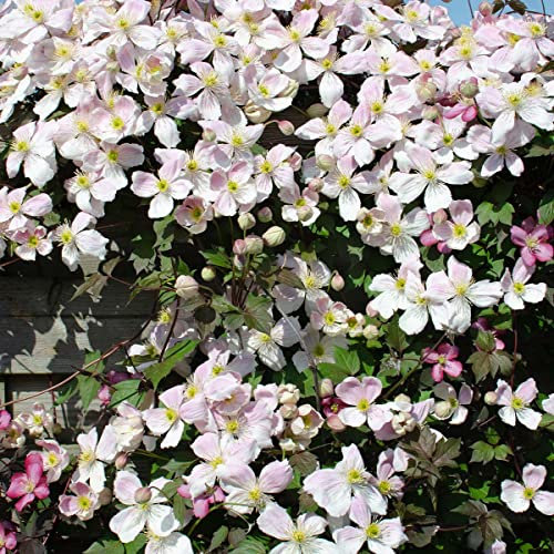 2x Clematis Montana 'Fenne' - Waldrebe - Kletterpflanze - Pflegeleicht – ⌀ 15 cm - 60-70 cm