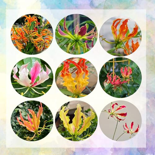 8 pcs Flammenlilien - Zwiebeln, Flammenlilie, frühlingsblumen, winterharte pflanzen für garten flame lily bulbs - Gloriosa superba - blumenzwiebeln mehrjährig winterhart