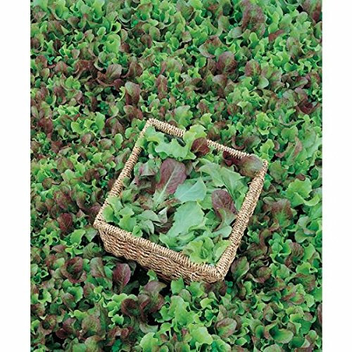 Semi biologici di Lattuga in Miscuglio