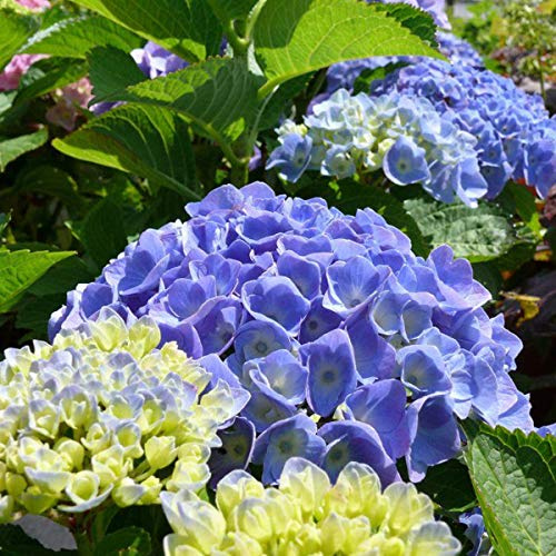 Bauernhortensie 'Bodensee' - Hydrangea Macrophylla 'Bodensee' - 25-30 cm Topf - Rosa Blüten, kompakte Form