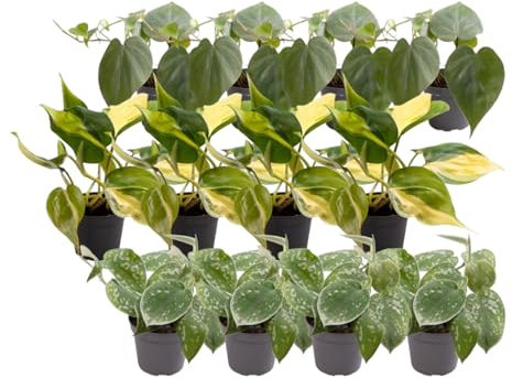 Green Bubble Trendyplants – Philodendron Scandens Mix – 4 X Philodendron Scandens – 4 X Philodendron Scandens Brasil – 4 X Philodendron Scandens Pictus – Altezza 10 – 30 cm – Dimensioni vaso Ø 12 cm