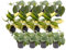 Green Bubble Trendyplants – Philodendron Scandens Mix – 4 X Philodendron Scandens – 4 X Philodendron Scandens Brasil – 4 X Philodendron Scandens Pictus – Altezza 10 – 30 cm – Dimensioni vaso Ø 12 cm