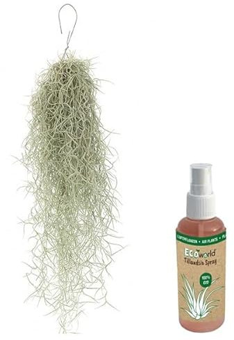 vdvelde.com - Ecoworld Tillandsia Usneoides Luftpflanzen + Tillandsien Spray für kräftige, intensiver gefärbte Pflanzen - 1 Strauß ca. 50 cm lang- Lousianamoos echt hängend - Aus eigen Gärtnerei