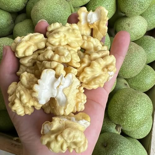 3 piezas Semillas resistentes de nogal, Semillas de árboles, árboles, plantas resistentes al jardín y al invierno para balcón Nogal, Juglans regia, regalos sostenibles, árbol bonsái