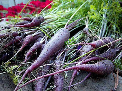 carota, COSMIC viola, 120 semi