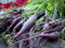 carota, COSMIC viola, 120 semi