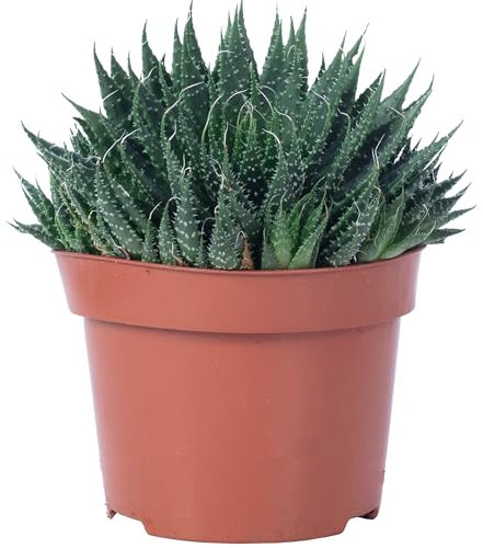 Aloe – Pianta d'appartamento facile da pulire, aloe aristata 'magic rocks' – altezza ca. 20 cm, diametro vaso 12 cm