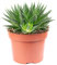 Aloe - pflegeleichte Zimmerpflanze, Aloe aristata 'magic rocks' - Höhe ca. 20 cm, Topf-Ø 12 cm