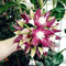 Vistaric 24 colori orchidea palla rara palla orchidea fiore pianta perenne hoya carnosa semi di semi di bonsai pianta in vaso per la casa giardino 100 pz 12