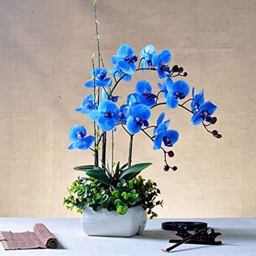 100Pcs Orchid Seeds Flower Plant Home Office Ornament Garden Window Bonsai Decor - Blue - Flower Seeds Vegetable Seeds Fruit Seeds Garden Plant Seeds