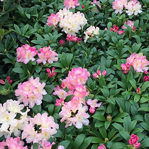 Rhododendron yakushimanum 'Dreamland' / Rhododendron 'Dreamland'
