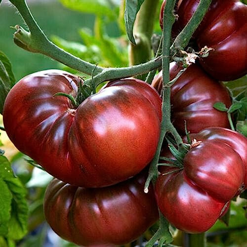 Luojuny Tomatensamen, 50 Stück/Beutel, einjährige Tomatensamen, schöne schwarze, einfach zu züchtende Gemüsesamen zum Pflanzen Schwarz Lila Seltene Tomatensamen