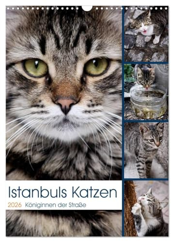 Istanbuls Katzen (Wandkalender 2026 DIN A3 hoch), CALVENDO Monatskalender: Katzenportraits aufgenommen in Istanbul. (CALVENDO Tiere)