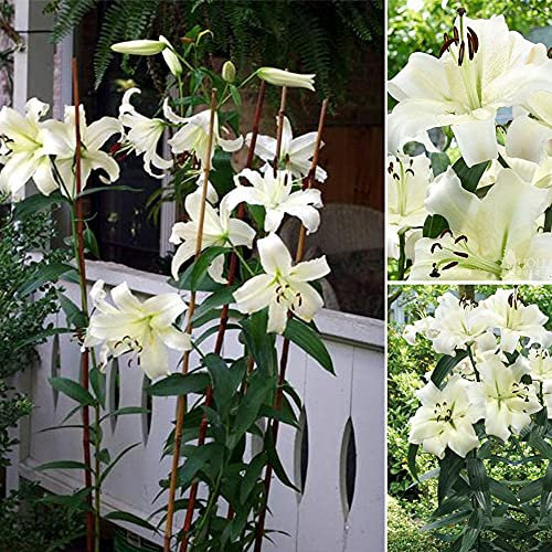 2X Lily- Pretty Woman Bulbs- Tall Standing Flowers – Summer Flowering Bulbs- Ready for Planting Now
