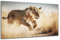DARO Design - Wand-Bild auf 6mm HDF 70x50 cm Löwin - Wand-Deko Bilder Geschenk