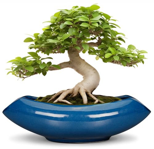 Teagas Bonsai Tree Pot 18 Inch - Ceramic Succulent Pots Large Bonsai Planter for Indoor Outdoor Plants Decorative Plant Pot with Drainage Hole Flower Pot for Home Garden Room Decor Blue