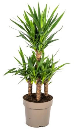 Yucca Elephantipes - 90-110cm - Ø30cm - Zimmerpflanze - Immergrün
