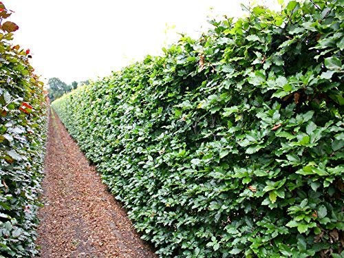 10 Stk. Rotbuche Rotbuchenhecke Wurzelware 80-120 cm hoch - Fagus sylvatica - Garten von Ehren®