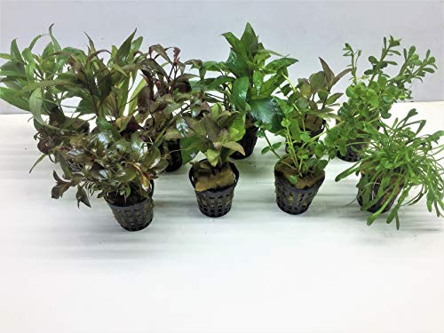 Aquarienpflanzen Set Wasserpflanzen 5 Töpfe. ideal für den Anfänger