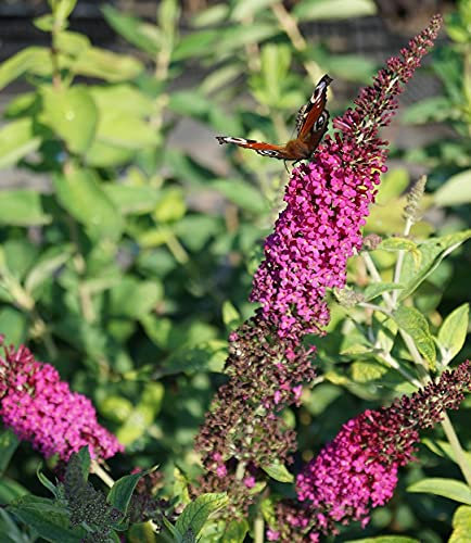 Sommerflieder/Schmetterlingsstrauch `Royal Red´, Buddleja davidii, 60-80cm im Topf