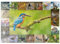 MyPuzzle Vögel des Jahres - Collage Nr.8 Hauptmotiv: Eisvogel - Premium 200 Teile Puzzle - MyPuzzle Sonderkollektion von Starnberger Spiele