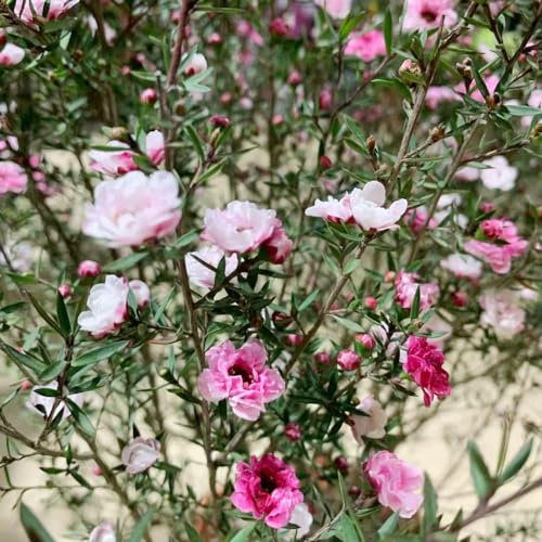 400 pcs manuka pflanze samen topfpflanzen draußen winterhart Leptospermum scoparium, winterharte kübelpflanzen seed blumenwiese samen saat hochbeett balkonblumen gewächshaus balkon