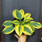 100 pcs Funkien Pflanze Winterhart Samen Gartendeko Für Draußen Frühlingsblumen, Hosta Plantaginea, Deko Wohnzimmer Modern Zimmerpflanze Saatgut Alte Sorten Spezielle Bodendecker