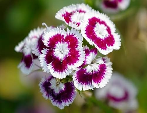100pcs Dianthus Flower Seeds Perennial Purple