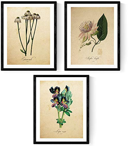 Nacnic Bilderset BOTANIK. Poster mit Botanikillustrationen. Bilder zum Einrahmen mit Naturillustrationen. Innendekoration. Hochwertiges Papier 250 g/qm - Pack Infusión