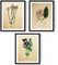 Nacnic Bilderset BOTANIK. Poster mit Botanikillustrationen. Bilder zum Einrahmen mit Naturillustrationen. Innendekoration. Hochwertiges Papier 250 g/qm - Pack Infusión