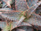 ALOE cv ORANGE MARMALADE @ J @ exotische seltene Farbe saftig Bonsai Samen 50 Samen