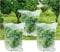 3Pcs Plant Barrier Net Mesh, Plant Barrier Net Mesh, Bird Netting, Barrier Bags for Vegetables Fruits, Covering Plants Bags, Tomato Plant Netting for Protect Plants from Birds, Insects (2.4 x 3.5 FT)
