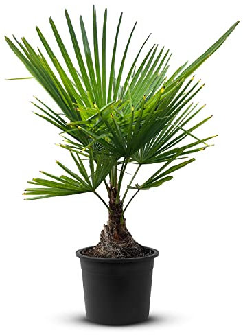 Tropictrees Trachycarpus Fortunei Hanfpalme winterschutz mit einer Stammhöhe von 5-15 cm | Höhe 110 cm | Gelbe und grüne Blätter | Winterschutz Palme für drinnen und draußen