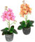 Kunstblume Schmetterling Orchidee 35cm mit Blätter im Topf Künstliche Blume Kunstorchidee Phalaenopsis Übertopf Kunstpflanze Hochzeit Deko Seidenblume Real Touch Blüte, 2er Set, orange/rosa