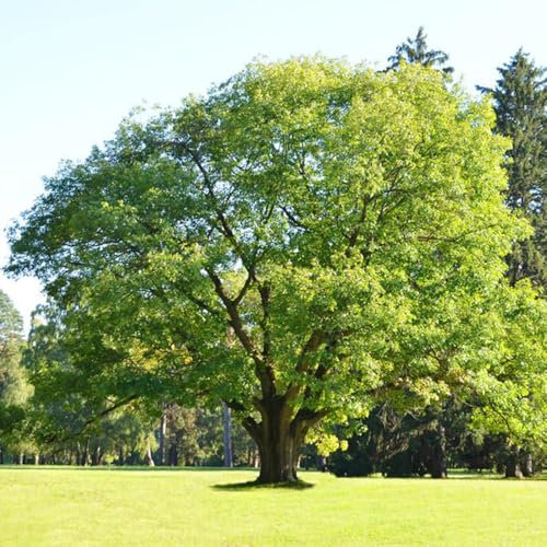8 pcs Eiche Samen, Eichenbaum Pflanze, bonsaibaum pflanzen anzucht Quercus palustris, exotische zimmerpflanzen bonzai baum zierbaum winterhart, seltene pflanzen immergrüne pflanzen