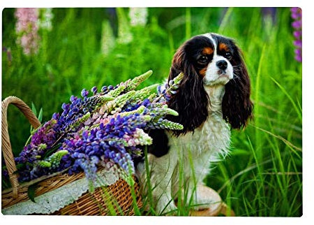 1000 Teile Puzzle für Erwachsene - Cavalier King Charles Spaniel Hund mit Lupinenblüten