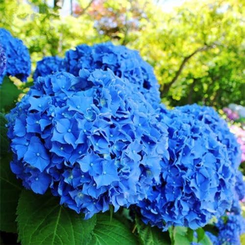 PERZOE 50 Stück blaue Hortensien-Blumensamen, seltene Samen für Gartenhofpflanzen, Bonsai-Topf Blau