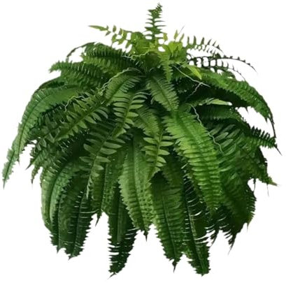 Plante de fougère artificielle dans un pot de fleurs Nouvelle plante artificielle réaliste 2025 parfaite pour l'intérieur et l'extérieur Plante décorative pour le bureau et la maison Pots de fleurs et