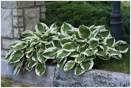 10 x Hosta x fortunei 'Patriot' im 1 Liter Topf (Staude/Winterhart/Bodendecker/Mehrjährig) Weißrand-Funkie, Herzblatt-Lilie - Klare Kontraste für lebendige Schattenbeete - von Stauden Gänge