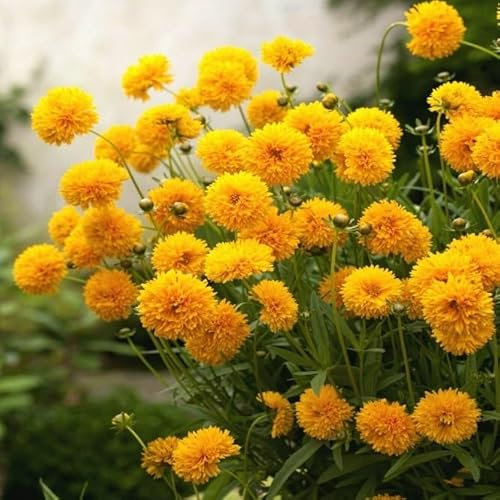 Coreopsis `Golden Globe` Yellow - 70 Seeds + freebie + Plant tag (Coreopsis grandiflora)