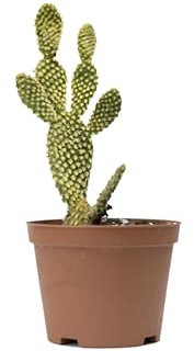 pianta vera di Opuntia microdasys yellow, ficodindia giallo, cactacee, pianta grassa resistente