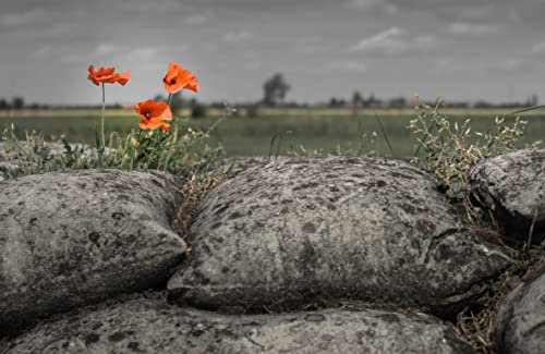 VLIES Fototapete-BLUMEN-(PF7498)-450x280 cm-Foto-Kunst Poppy Mohn Pflanzen Orchidee Stillleben Garten Dekor Wiese Natur Landschaft