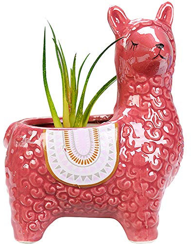 VanEnjoy Pot de fleurs en céramique pour plantes grasses en alpaga - 15,2 cm - Décoration colorée pour le salon, la cuisine ou le bureau