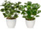 Briful 2PCS Small Fake Plants Artificial Greenery Artificial Plants Indoor in Pot, Faux Potted Plant Artificial Desk Plant for Farmhouse Home Garden Shelf Decor